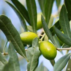 Olive 'Coratina'