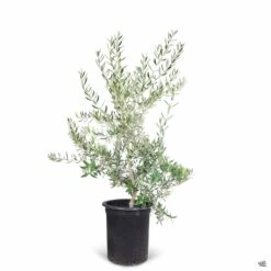 Fruitless Olive Multi-Trunk -Plant Sales Shop Olea Olive FruitlessOlive 15gal Multi