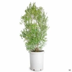 Fruitless Olive Multi-Trunk -Plant Sales Shop Olea Olive FruitlessOlive 15gal d22e9945 3e14 4fd0 b46a c5f6e7b079b9