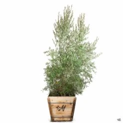 Fruitless Olive Multi-Trunk -Plant Sales Shop Olea Olive FruitlessOlive 24inBox 9c5a0c1b 1278 4f24 aee3 fa620f819b71