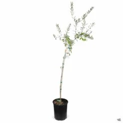 Olive 'Manzanillo' -Plant Sales Shop Olea Olive Manzanillo 5gal Std