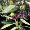 Olive 'Arbequina'
