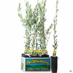 Olea Assorted4" Sleeve -Plant Sales Shop Olive Mission 3inSleeve