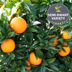 Navel Orange 'Cara Cara', Semi-Dwarf