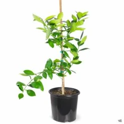 Navel Orange 'Cara Cara', Semi-Dwarf -Plant Sales Shop Orange CaraCaraNavel 3gal 5e699dbb cf82 4dab b140 5fa3839495cf