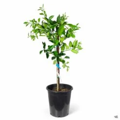 Navel Orange 'Cara Cara', Semi-Dwarf -Plant Sales Shop Orange CaraCaraNavel 5gal