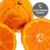 Mandarin 'Gold Nugget', Semi-Dwarf