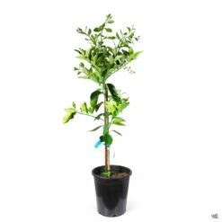 Plant Sales Shop -Plant Sales Shop Orange Valencia 5gal