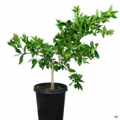 Navel Orange 'Washington', Semi-Dwarf -Plant Sales Shop Orange WashingtonNavel 15gal 8ef29eb3 c50a 459b 82c3 3e6c19cabe66