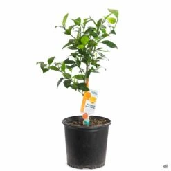 Navel Orange 'Washington', Semi-Dwarf -Plant Sales Shop Orange WashingtonNavel 3gal