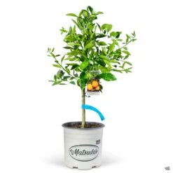 Navel Orange 'Washington', Semi-Dwarf -Plant Sales Shop Orange WashingtonNavel 3gal Matsudas