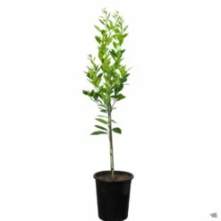 Navel Orange 'Washington', Semi-Dwarf -Plant Sales Shop Orange WashingtonNavel 5gal 15355666 3838 4db8 aead ffead0ad729e