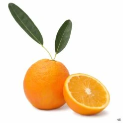 Navel Orange 'Washington', Semi-Dwarf -Plant Sales Shop Orange WashingtonNavel Fruit