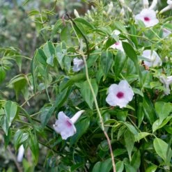 Pink Bower Vine -Plant Sales Shop Pandorea BowerVine Rosea2