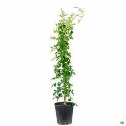 Pink Bower Vine -Plant Sales Shop Pandorea BowerVine Rosea 1galStk 7d55a299 4c72 438e 897d 0c96e90888bb