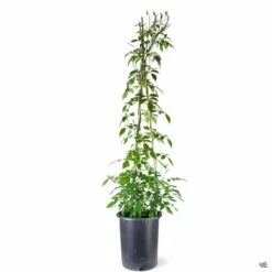 Pink Bower Vine -Plant Sales Shop Pandorea BowerVine Rosea 5galStk 02abfeb9 d5b4 4407 9fa4 2ad5d1b0be63