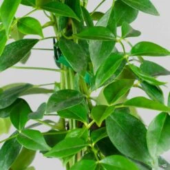 Pink Bower Vine -Plant Sales Shop Pandorea BowerVine Rosea leaves