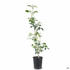 Variegated Bower Vine -Plant Sales Shop Pandorea BowerVine Variegata 1galStk 3e1e9089 9203 4db3 8d36 a666e5a6541c