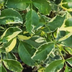 Variegated Bower Vine -Plant Sales Shop Pandorea BowerVine Variegata leaves