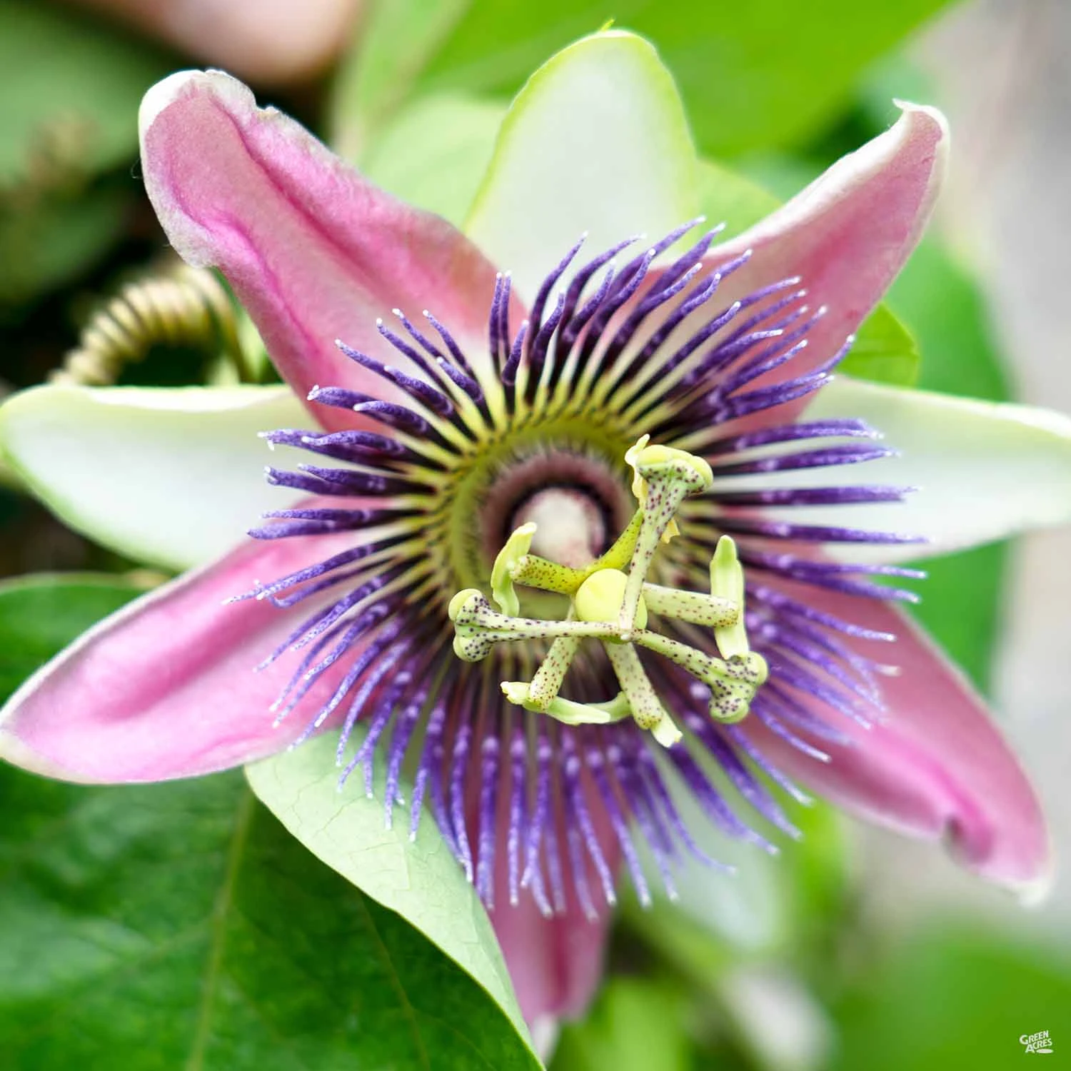 Passion Fruit 1 Passion Fruit