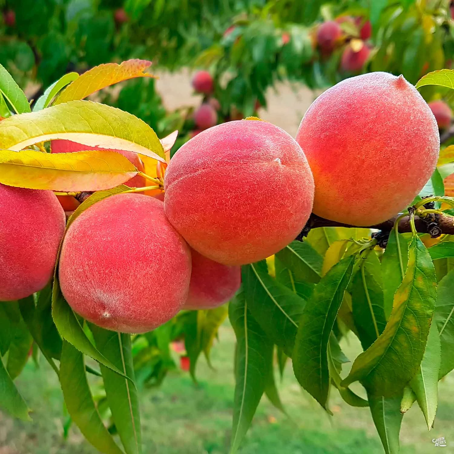 Peach 'Autumn Flame' 1 Peach 'Autumn Flame'