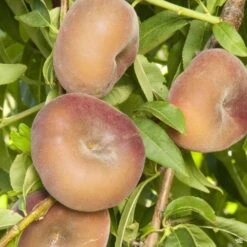 Peach 'Donut Stark Saturn'