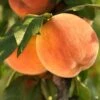 Peach 'Fay (Late) Elberta'