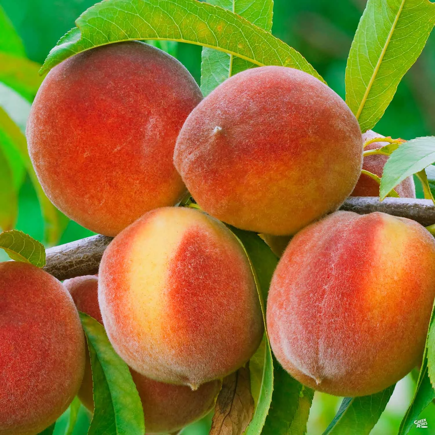 Peach 'Flordagrande' 1 Peach 'Flordagrande'