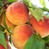Peach 'Harvester'