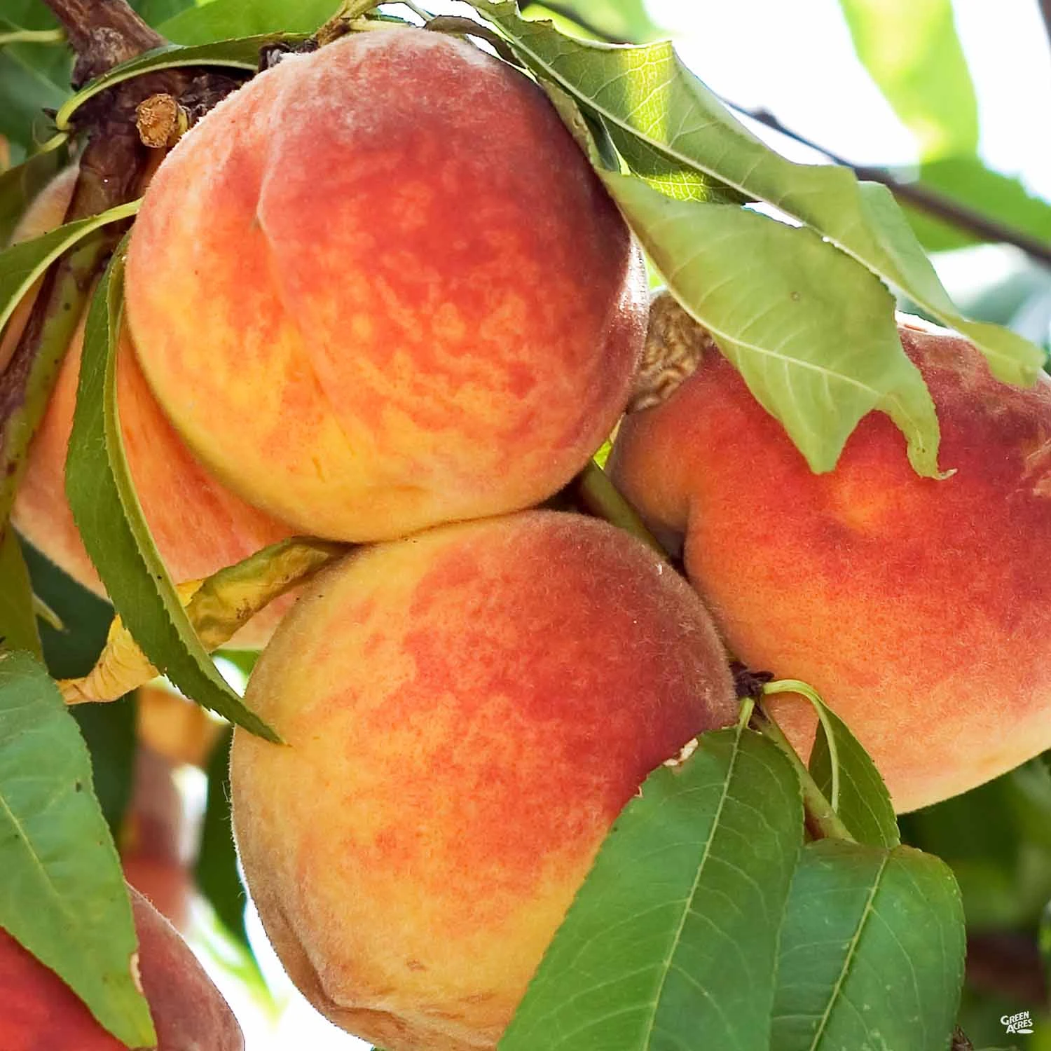 Peach 'Harvester' 1 Peach 'Harvester'