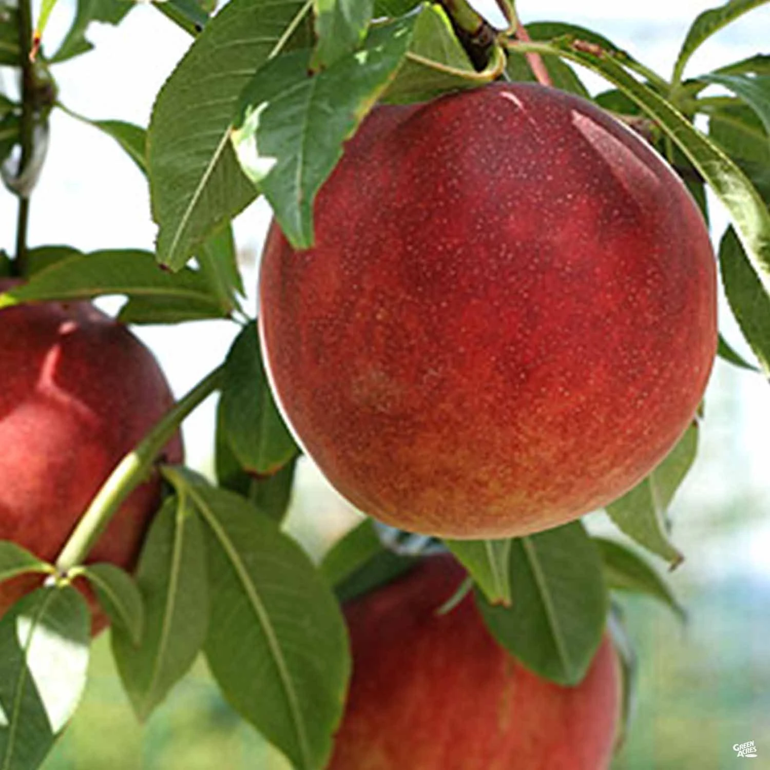 Peach 'July Elberta' 1 Peach 'July Elberta'