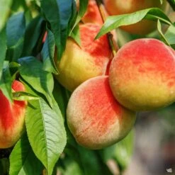 Peach 'La Feliciana'