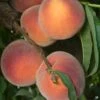 Peach 'O'Henry'