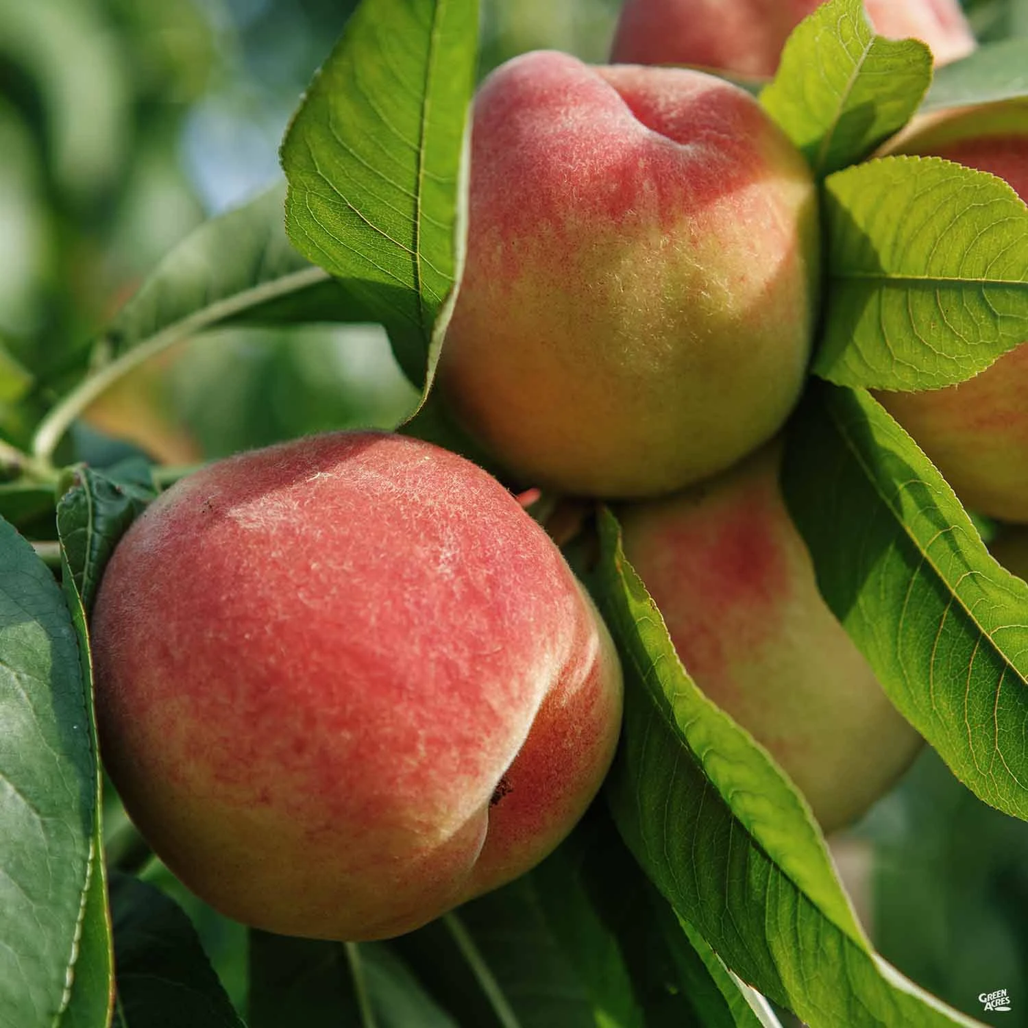 Peach 'Octoberfest' 1 Peach 'Octoberfest'