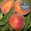 Peach 'Pix Zee', Miniature