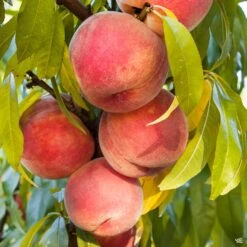 Peach 'Royal Zest 1'