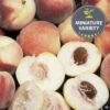 Peach 'Snow Babe', Miniature