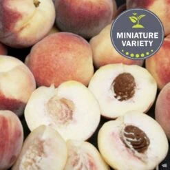 Peach 'Snow Babe', Miniature