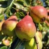 Pear 'Ayers'