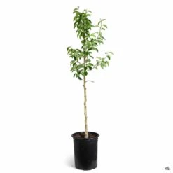 Pear 'Bosc' 5 Pear 'Bosc' -Plant Sales Shop Pear Pyrus Bartlett 5gal b41aa71f bc2b 461b 8724 c6eb59d474f5