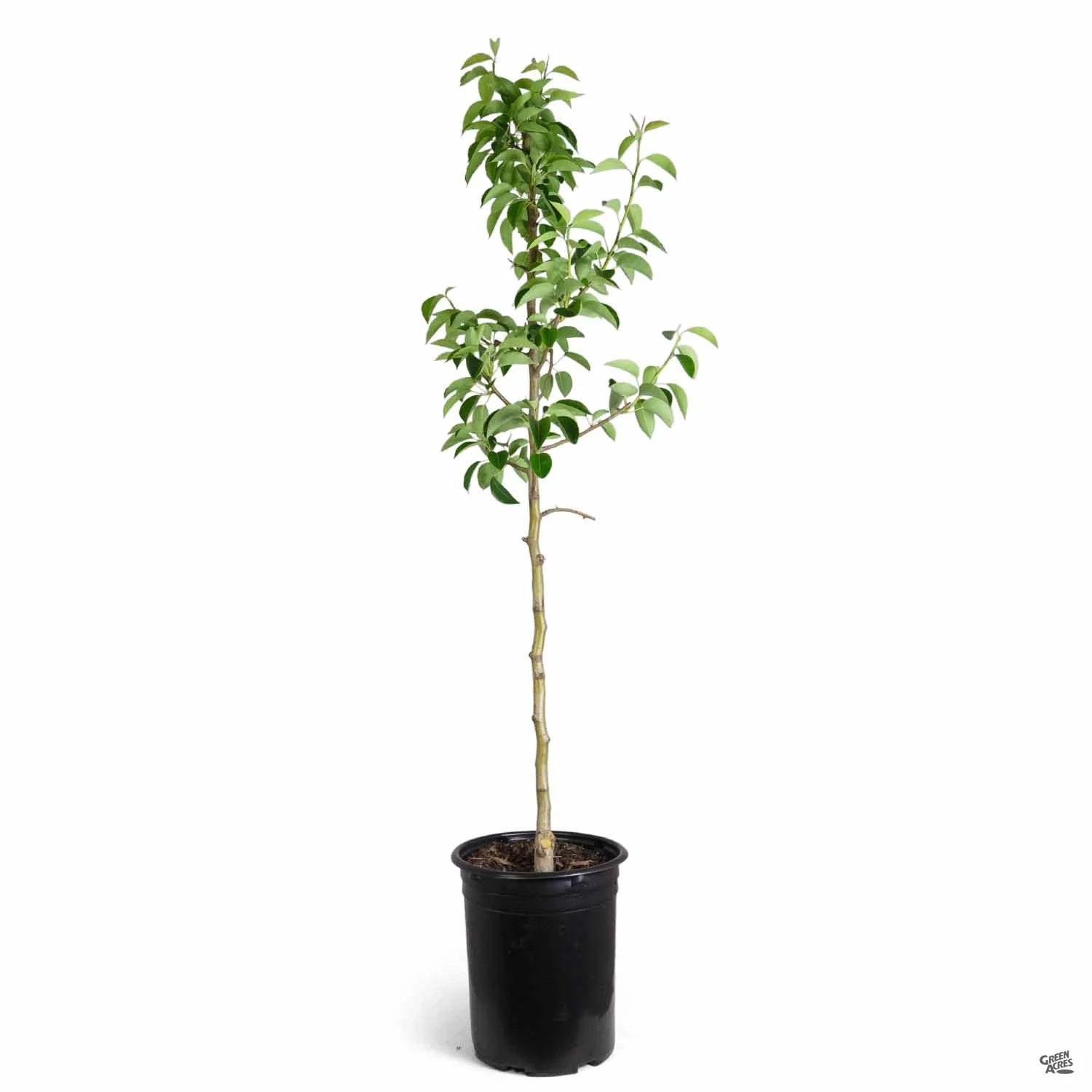 Pear 'Bosc' 3 Pear 'Bosc' - Image 3