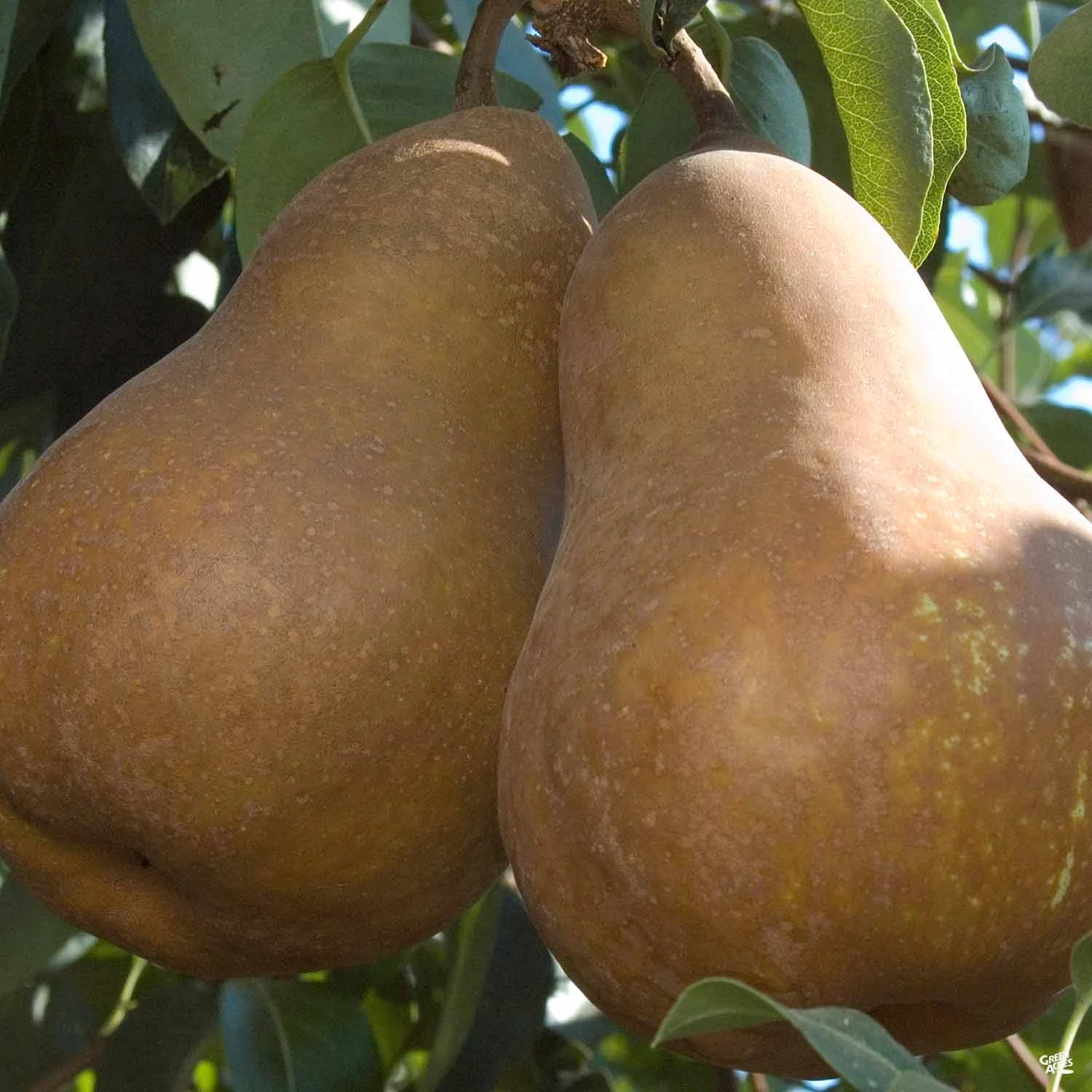 Pear 'Bosc' 1 Pear 'Bosc'