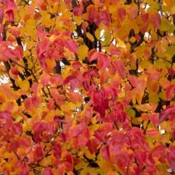 Flowering Pear 'Chanticleer' -Plant Sales Shop Pear Pyrus CalleryPear fallLeaves