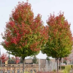 Flowering Pear 'Chanticleer' -Plant Sales Shop Pear Pyrus CalleryPear fall 9aba5867 7f4d 42d0 8028 3002ea884f02