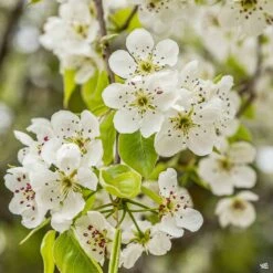 Flowering Pear 'Chanticleer'