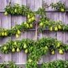 Pear, 3-Tier Espalier '6-in-1'