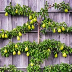 Pear, 3-Tier Espalier '6-in-1'