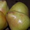 Pear 'Seckel'