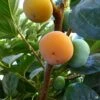 Persimmon 'Fuyu'