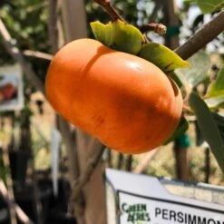 Persimmon 'Giant Fuyu'